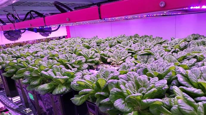 Urban Aeroponic Farming